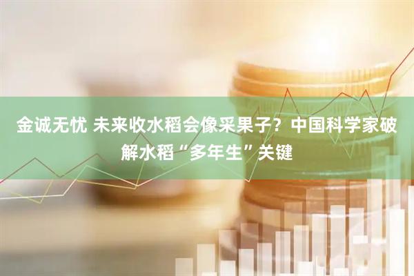 金诚无忧 未来收水稻会像采果子？中国科学家破解水稻“多年生”关键